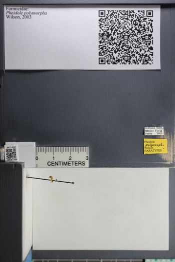 Media type: image;   Entomology 587266